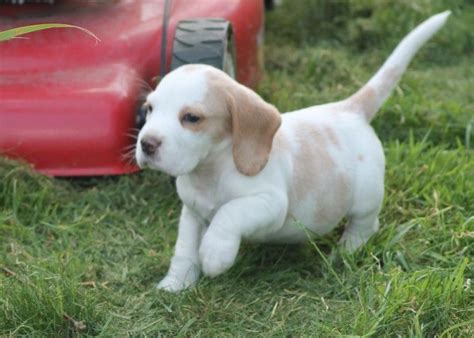 auxiliary test medical. . Beago puppies for sale